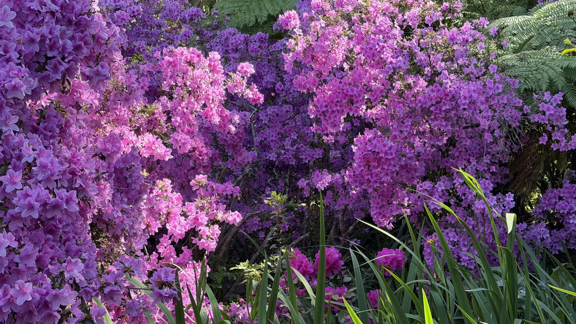 Flores rosas y violetas en el jardín